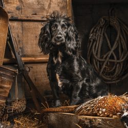 gundog-kerto-field-sports gundog-kerto-field-sports