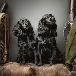 two-black-working-cockers-gundog-kerto-field-sports two-black-working-cockers-gundog-kerto-field-sports