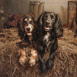 two-working-cockers-gundog-kerto-field-sports two-working-cockers-gundog-kerto-field-sports