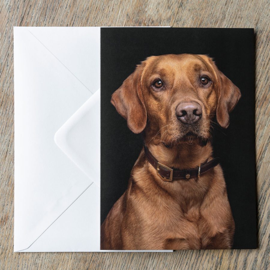 Working Labrador A5 greeting card