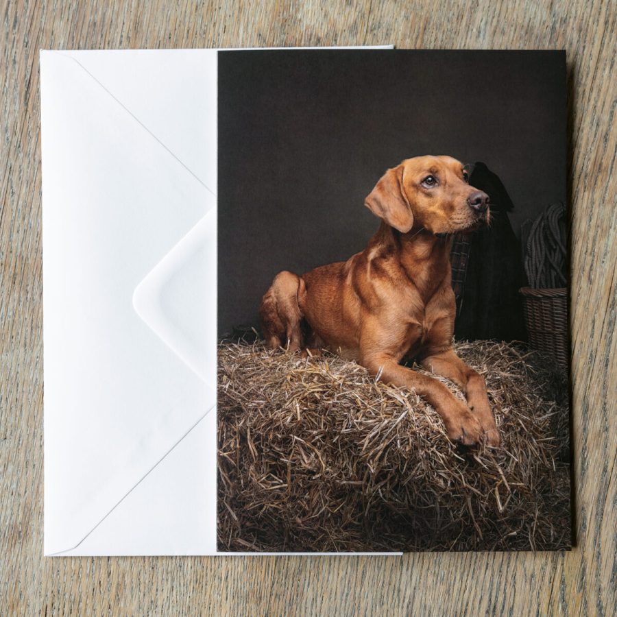 Labrador working dog A5 greeting card
