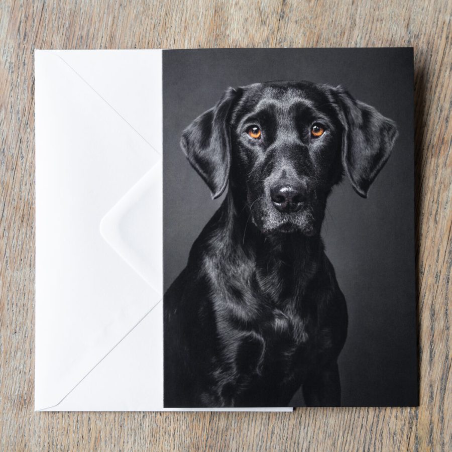 Black Labrador working dog A5 greeting card