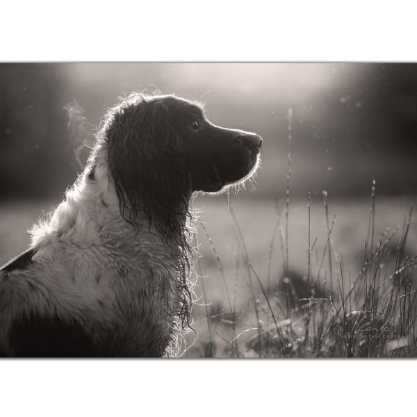the-field-awakensg-field-sports-spaniel-kerto-shooting-theme-greeting-card